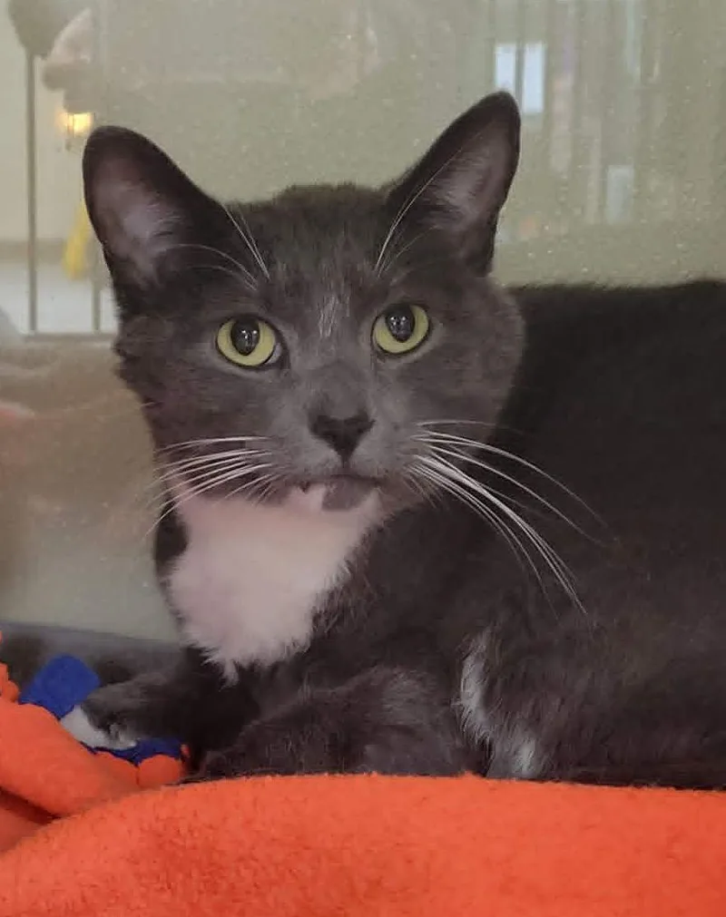 An adult large-sized male Tuxedo cat named Max for adoption in Portage, WI