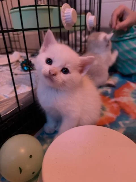 A baby medium-sized male Domestic Short Hair cat named Swiss for adoption in Pawtucket, RI
