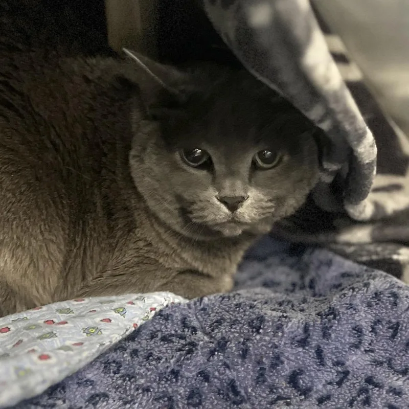 A senior small-sized female Gray / Blue / Silver Domestic Short Hair cat named Bean for adoption in Salt Lake City, UT