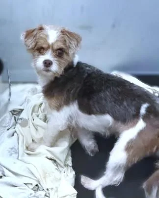 An adult small-sized male Mixed Breed dog named Biscuit for adoption in Washington, DC