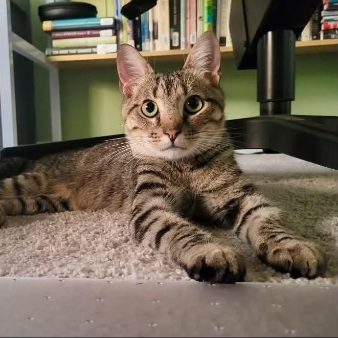 A young medium-sized male Brown / Chocolate Domestic Short Hair cat named Bones for adoption in Raleigh, NC