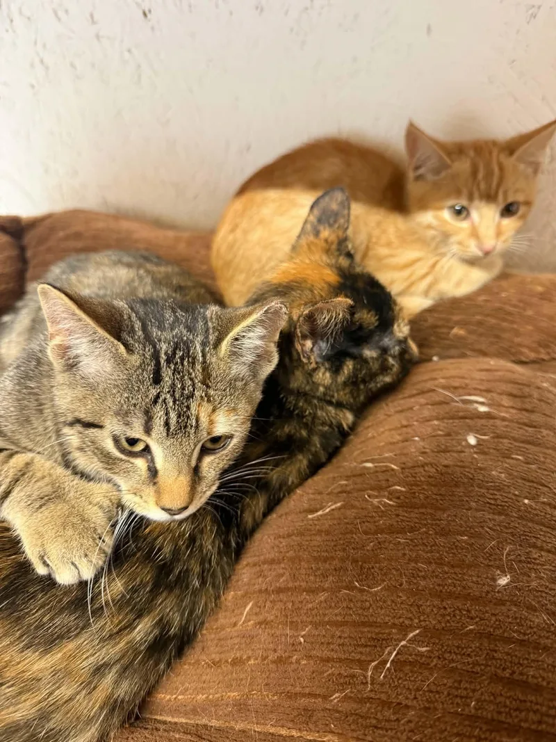 A young medium-sized female Domestic Short Hair cat named Kiki for adoption in Talbott, TN