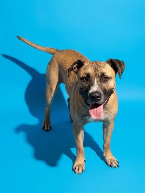 An adult medium-sized male Mixed Breed dog named Sailor for adoption in Jacksonville, FL