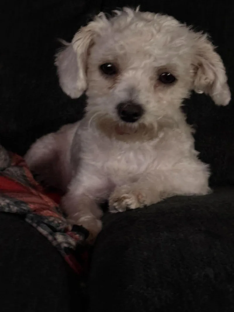 A baby small-sized female Maltese dog named Gidget for adoption in Homer Glen, IL