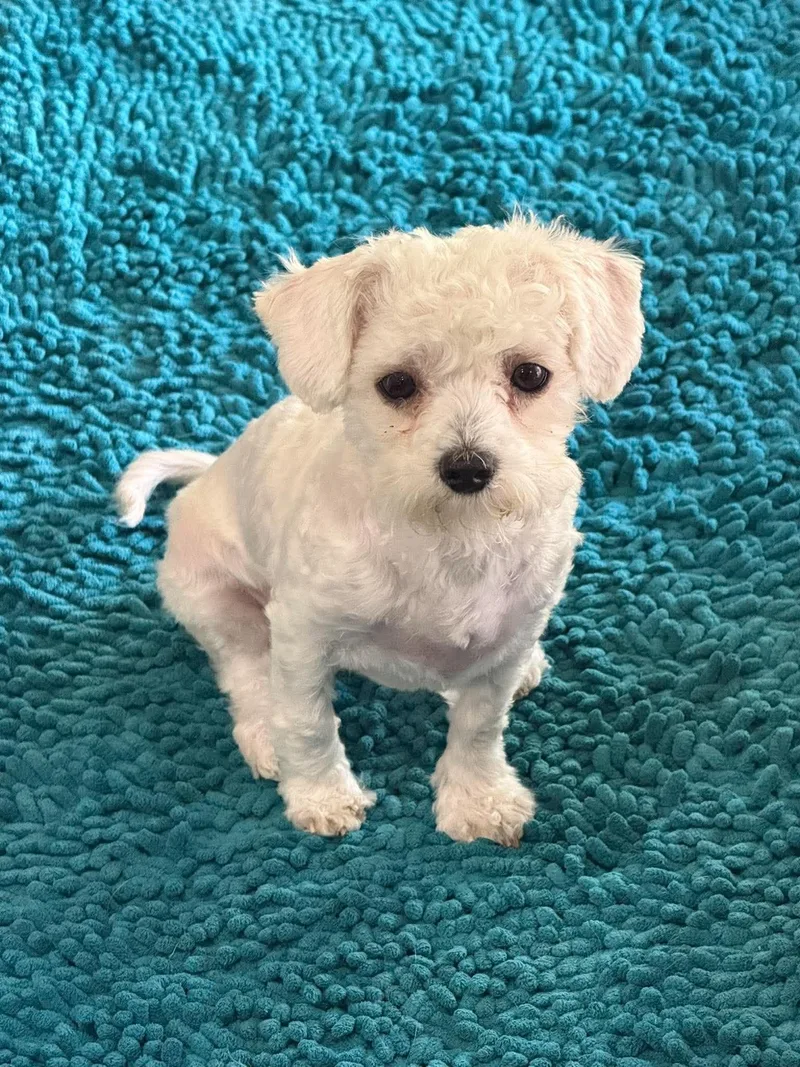 Gidget thumbnail 2