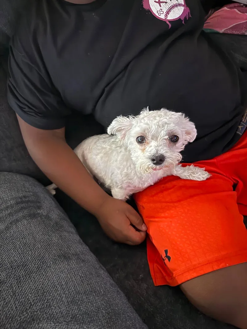Gidget thumbnail 3
