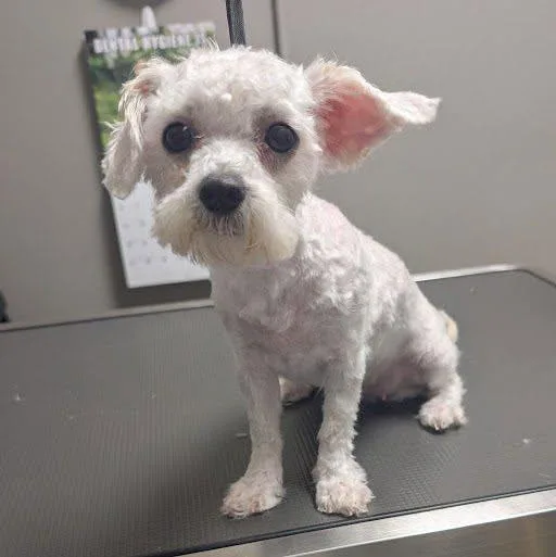 Gidget thumbnail 5