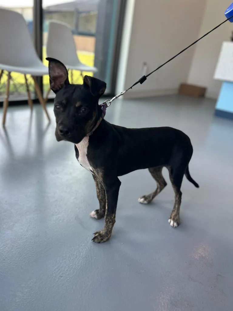 A young small-sized female Terrier dog named Miss Wiggles for adoption in Hartsville, SC