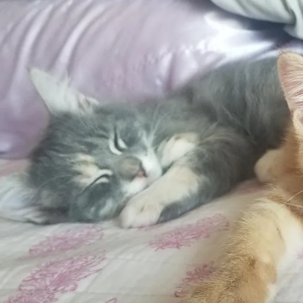 A baby medium-sized female Dilute Tortoiseshell cat named Gracie for adoption in Andover, MN