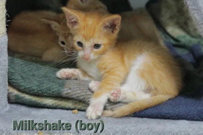 A baby medium-sized male Tabby (Orange / Red) Tabby cat named Milkshake for adoption in Columbia, SC