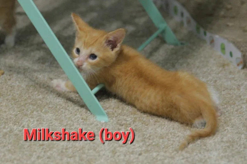 Milkshake thumbnail 2