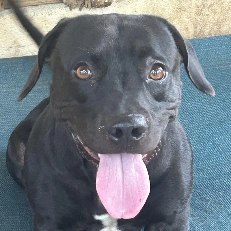 An adult small-sized female Black Mixed Breed dog named Maci for adoption in Rockville, MD