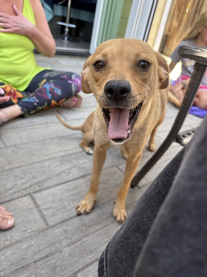 An adult medium-sized female Labrador Retriever dog named Amore for adoption in Corona, CA