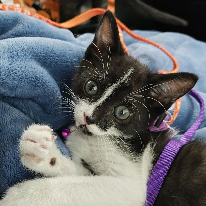 A baby small-sized male Domestic Short Hair cat named Raising Cane's Spooky "Mini for adoption in Mt Pleasant, SC