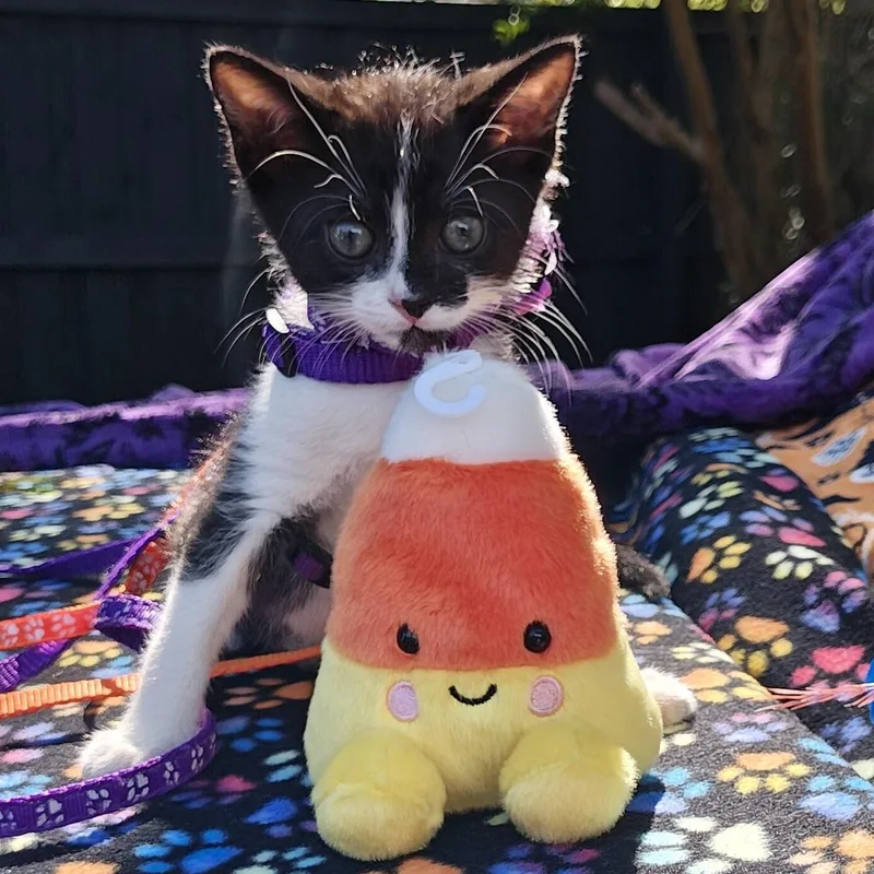 Raising Cane's Spooky "Mini thumbnail 2