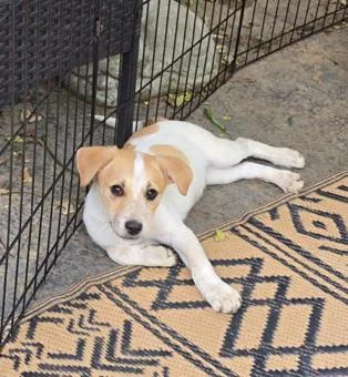 Rosalind thumbnail 2