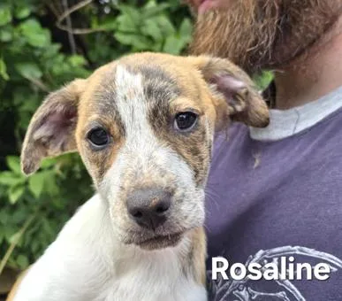 Rosalind thumbnail 3