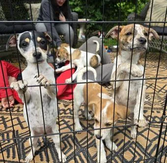 Rosalind thumbnail 4