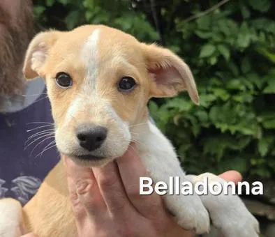 Rosalind thumbnail 5