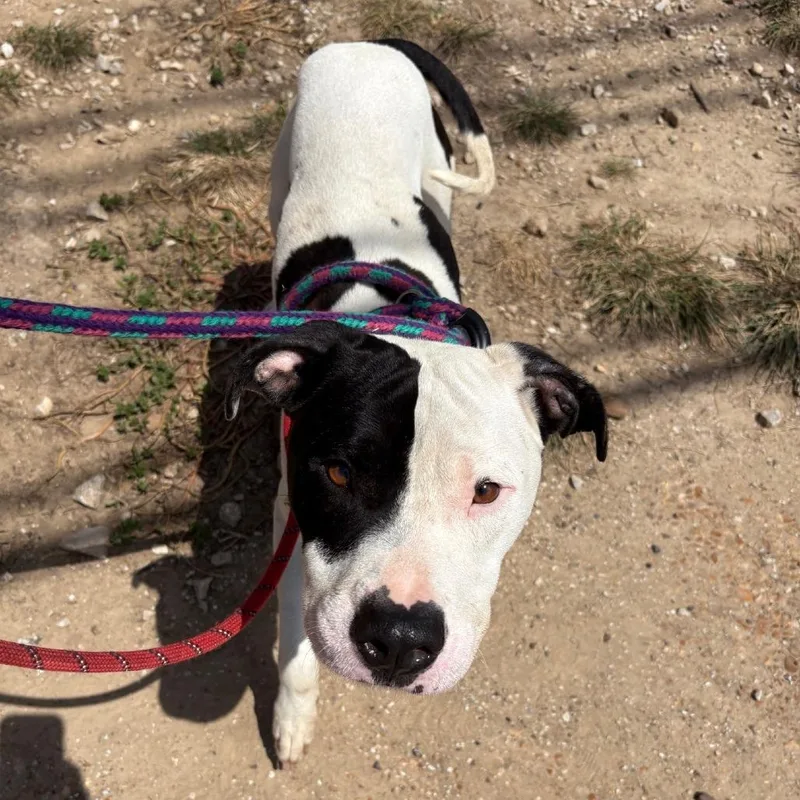 An adult medium-sized male White / Cream Terrier dog named Fisher for adoption in St. Louis, MO