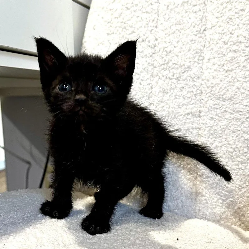 A baby small-sized male Black Domestic Short Hair cat named Yeti for adoption in Long Beach, CA