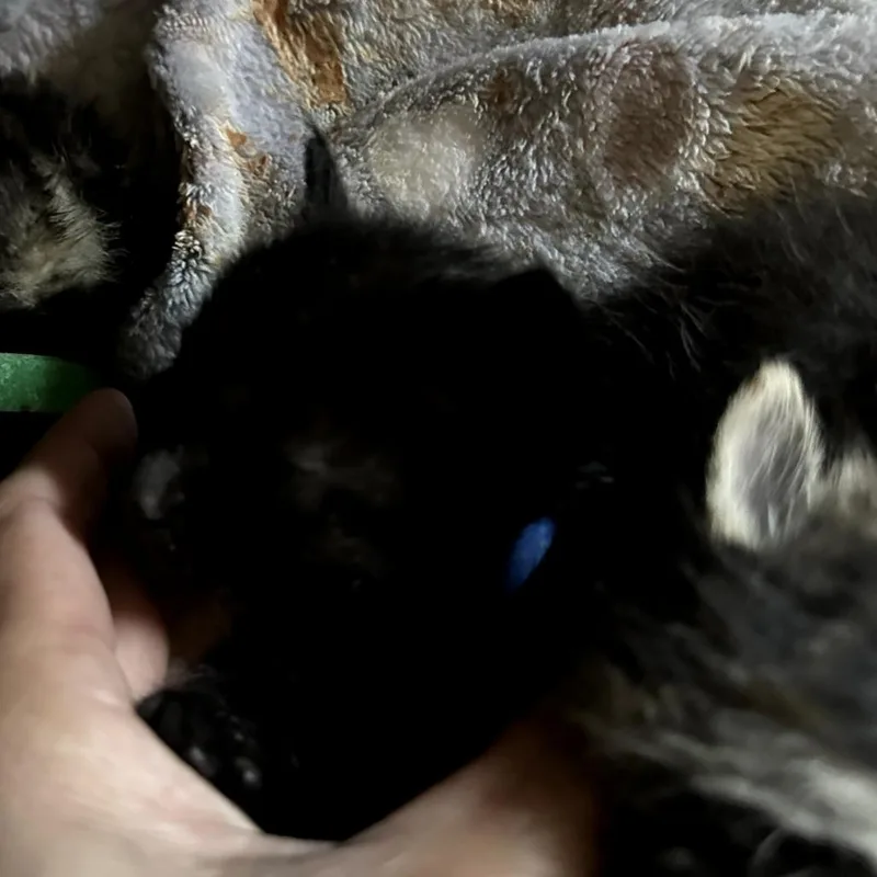 Yeti thumbnail 2