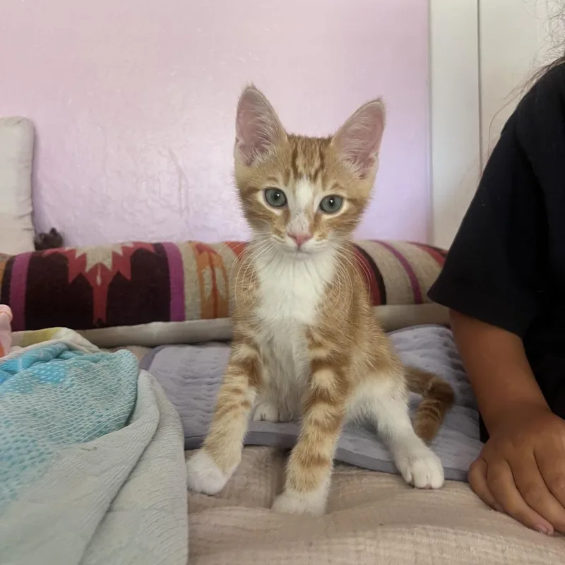 A baby small-sized male Orange / Red Domestic Short Hair cat named Jalebi for adoption in Costa Mesa, CA