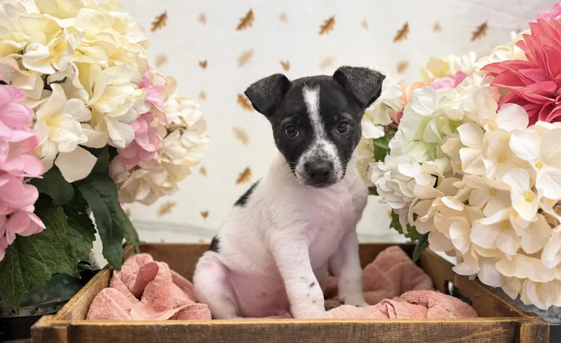 A baby medium-sized male White / Cream Terrier dog named Oak for adoption in Newberg, OR
