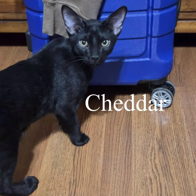 A baby medium-sized male Black Domestic Short Hair cat named Cheddar for adoption in Queen Creek, AZ