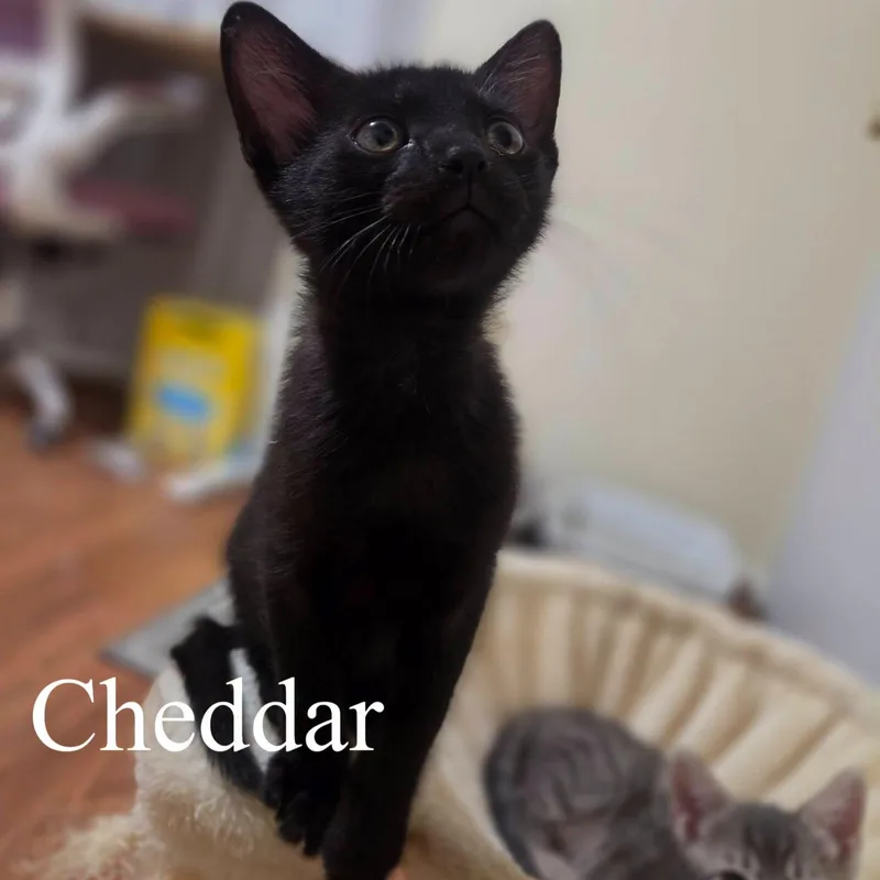 Cheddar thumbnail 2