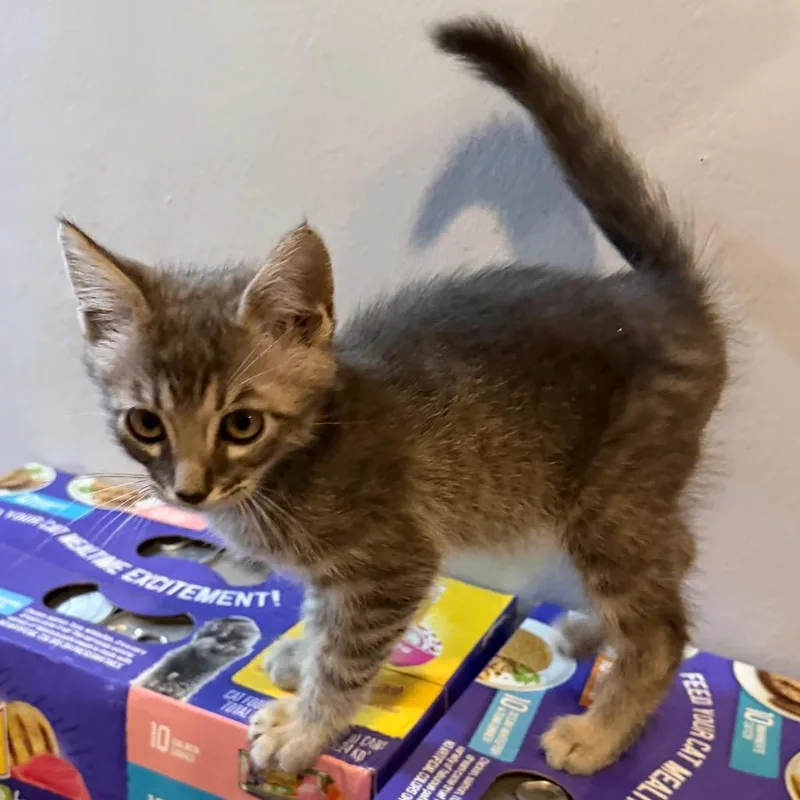 A baby small-sized male Gray / Blue / Silver Domestic Short Hair cat named Nathan for adoption in Simi Valley, CA