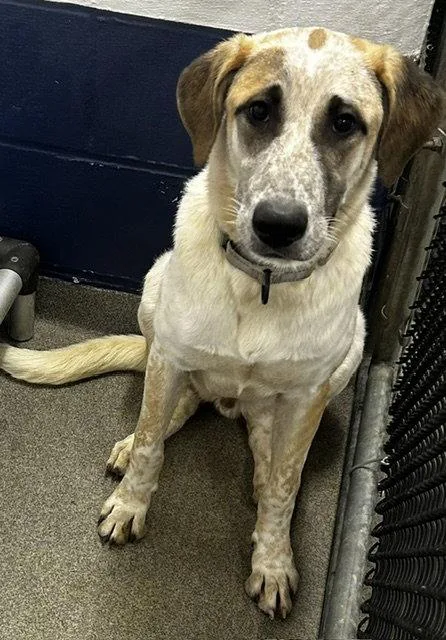A young medium-sized male Terrier dog named Ralph month AVA for adoption in Sterling, MA