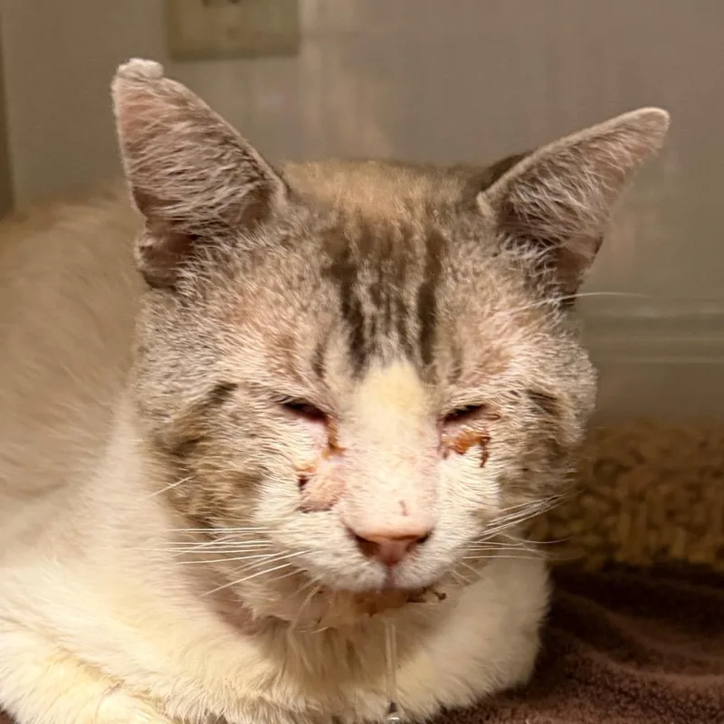 A senior medium-sized male Buff / Tan / Fawn Domestic Short Hair cat named Gertrude for adoption in Yuma, AZ