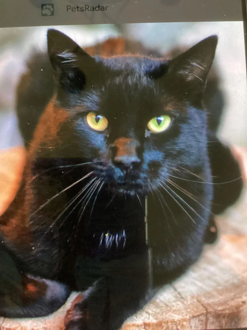 Microwave thumbnail 2