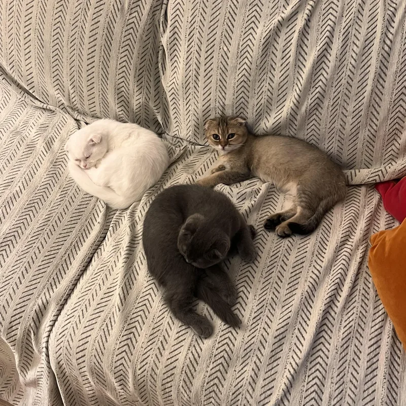 A baby medium-sized female Scottish Fold cat named Dia for adoption in Brooklyn, NY