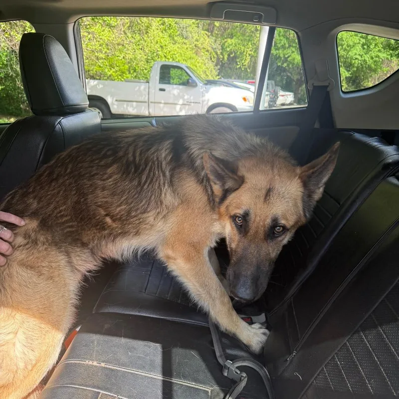 An adult large-sized male Brown / Chocolate Mixed Breed dog named Maximus for adoption in Columbus, GA