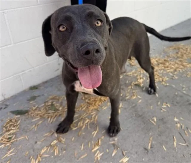 An adult large-sized female Pit Bull Terrier dog named Brownie for adoption in San Bernardino, CA