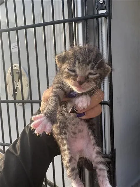 A baby small-sized male Domestic Short Hair cat named Grumpy for adoption in Houston, TX