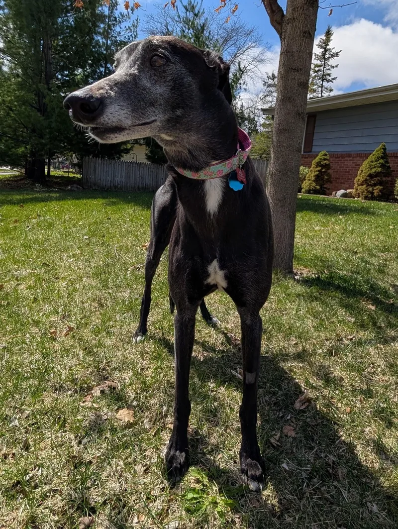 Bobbie Sue thumbnail 2