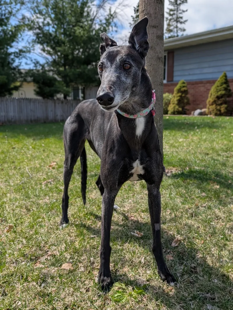 A senior large-sized female Greyhound dog named Bobbie Sue for adoption in Bondurant, IA