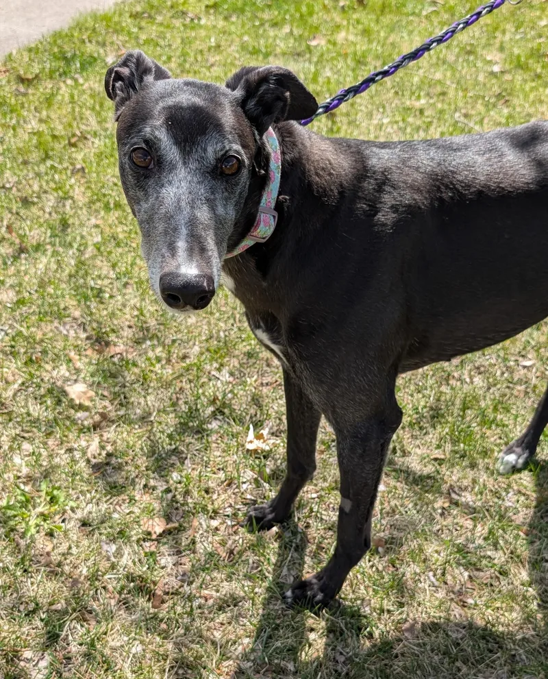 Bobbie Sue thumbnail 3