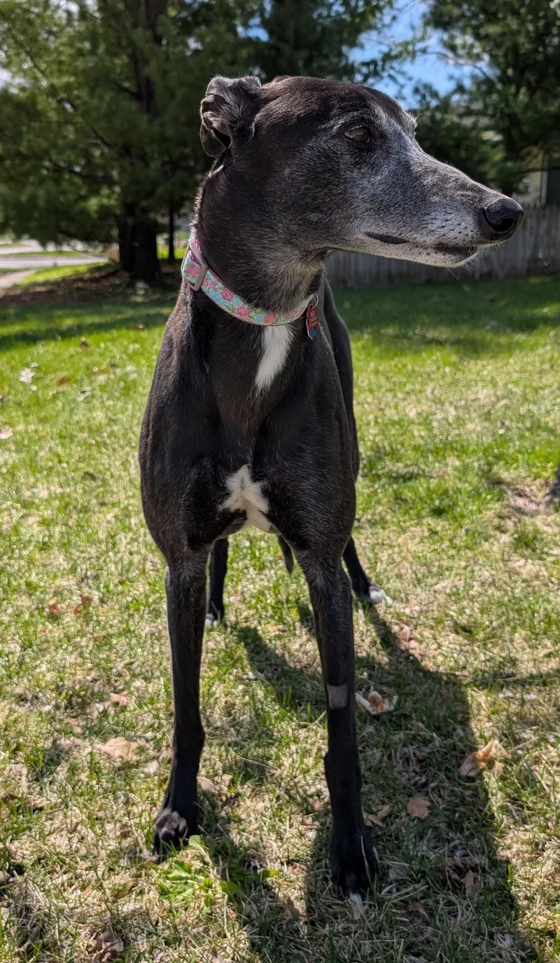 Bobbie Sue thumbnail 4