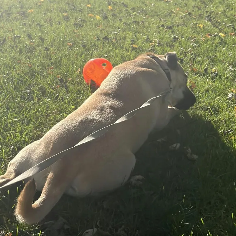 A young medium-sized male Yellow / Tan / Blond / Fawn Shepherd dog named Russet for adoption in Wadena, MN