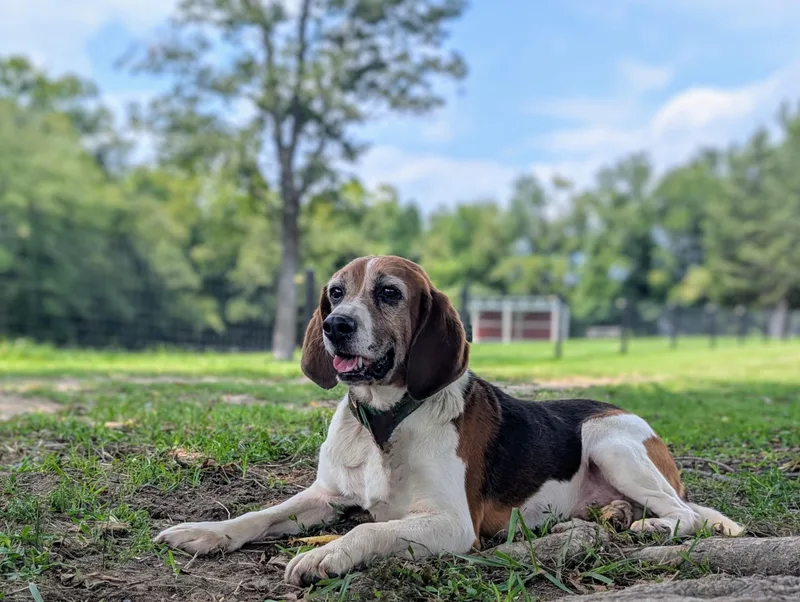 A senior medium-sized male Tricolor (Brown, Black, & White) Beagle dog named Baxter for adoption in Louisa, VA
