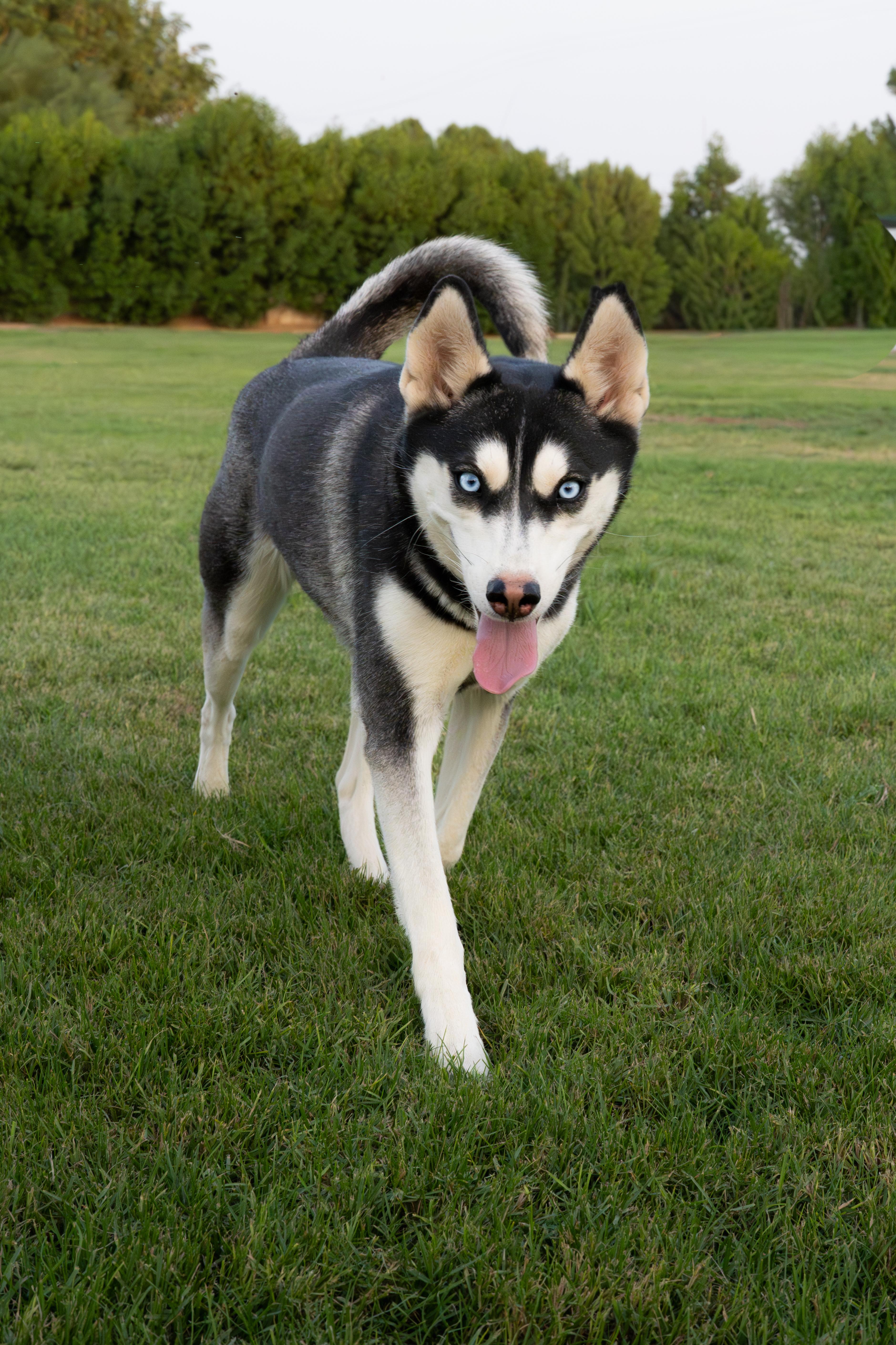 A young medium-sized female Siberian Husky dog named Sia for adoption in New York, NY