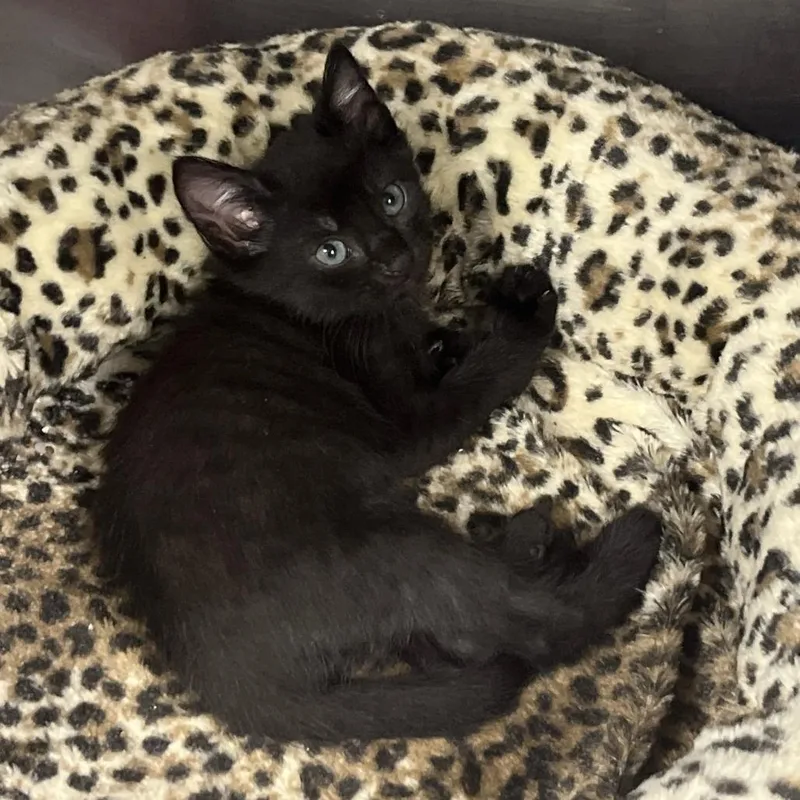 A baby small-sized female Black Domestic Short Hair cat named Guava for adoption in Austin, TX