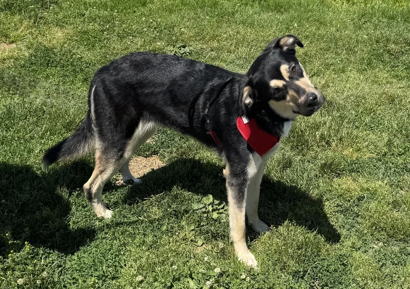 An adult medium-sized female Black Shepherd dog named Nova for adoption in Ellicott City, MD