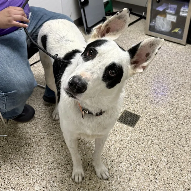 An adult large-sized male Shepherd dog named Dog for adoption in Bullhead City, AZ