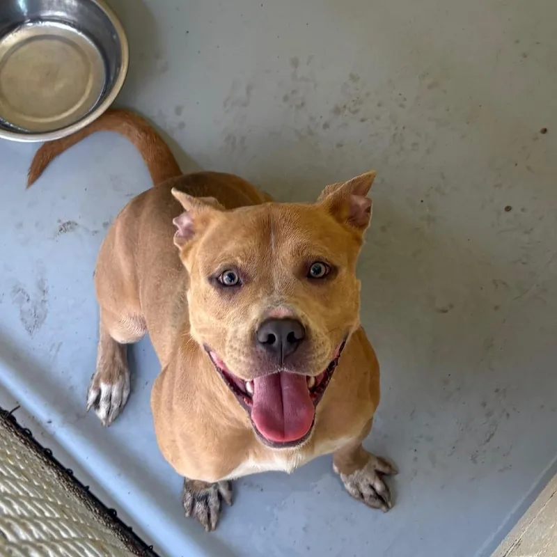 An adult medium-sized male Brown / Chocolate Pit Bull Terrier dog named Big Head for adoption in Lufkin, TX