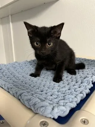 A baby small-sized female Domestic Short Hair cat named Elvira for adoption in Venice, FL